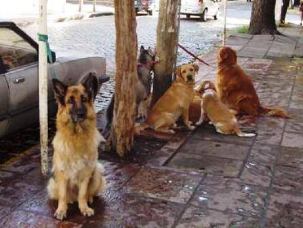 Nuevas normas para el paseo de perros en San Isidro 