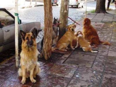 Nuevas normas para el paseo de perros en San Isidro 
