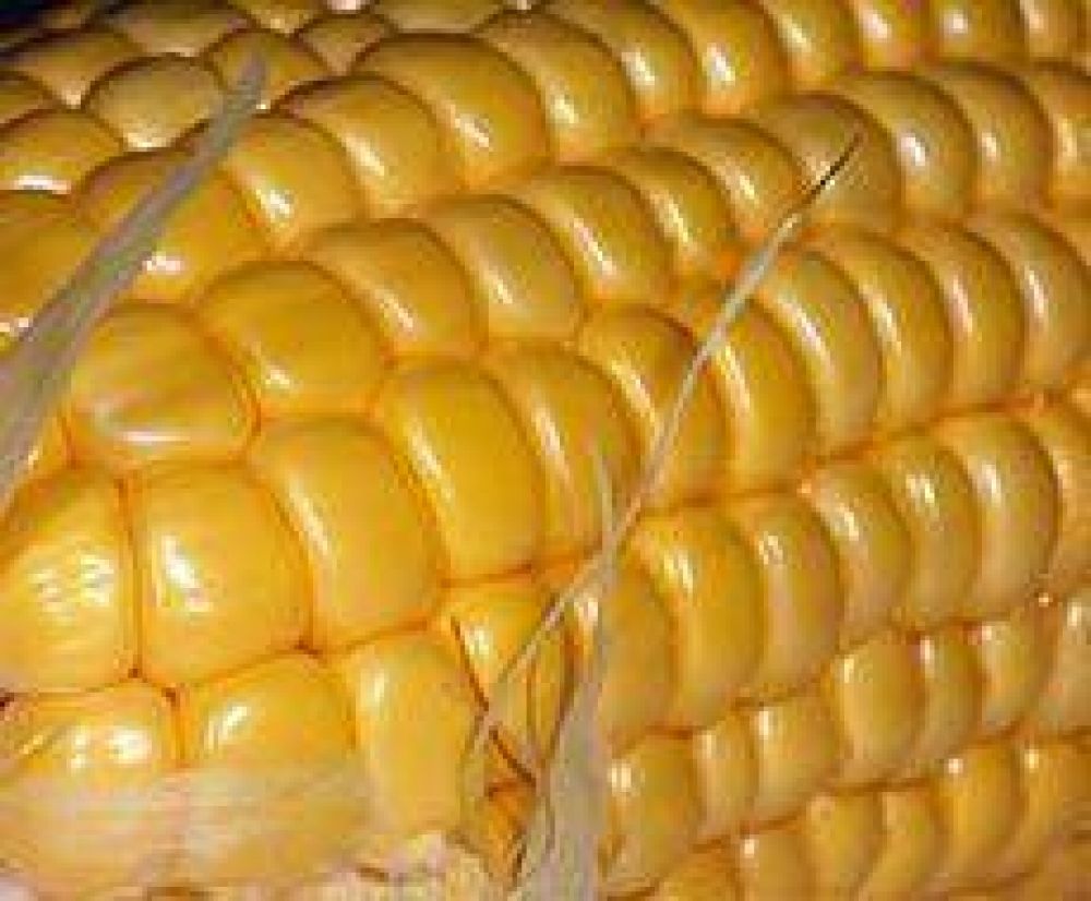 Glifosato: La Sociedad Rural reclamar� en Carbap