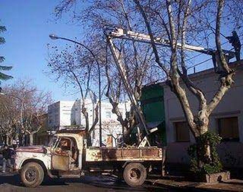 El municipio comenz� con la poda correctiva en el centro de la ciudad