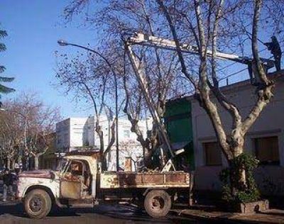 El municipio comenz� con la poda correctiva en el centro de la ciudad