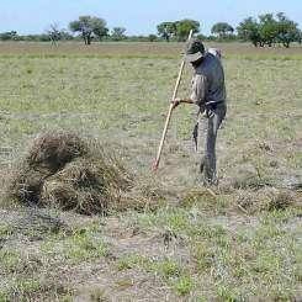 Insisten con fondos para el "super pasto" en Valle F�rtil
