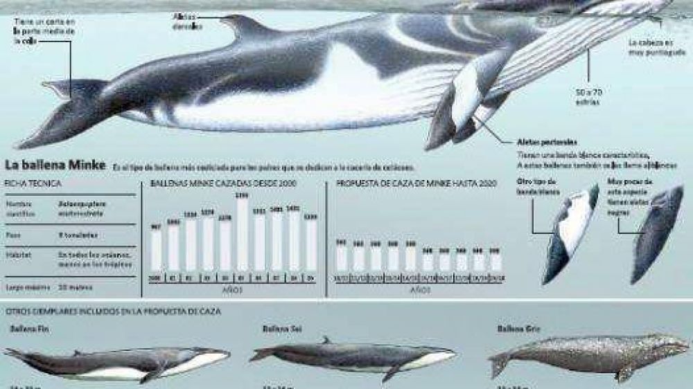 Pol�mica mundial: permitir�an la caza comercial de ballenas 