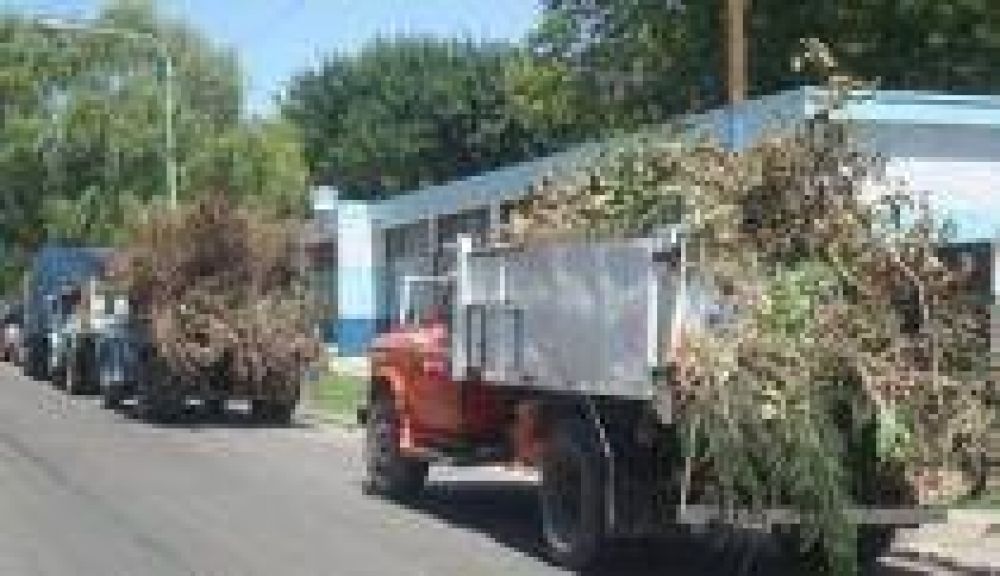 Aunque lo prohiben una ley y una ordenanza En todos los rincones de Quilmes, la poda se transform� en un desaf�o