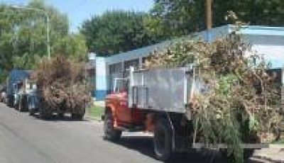 Aunque lo prohiben una ley y una ordenanza En todos los rincones de Quilmes, la poda se transform� en un desaf�o