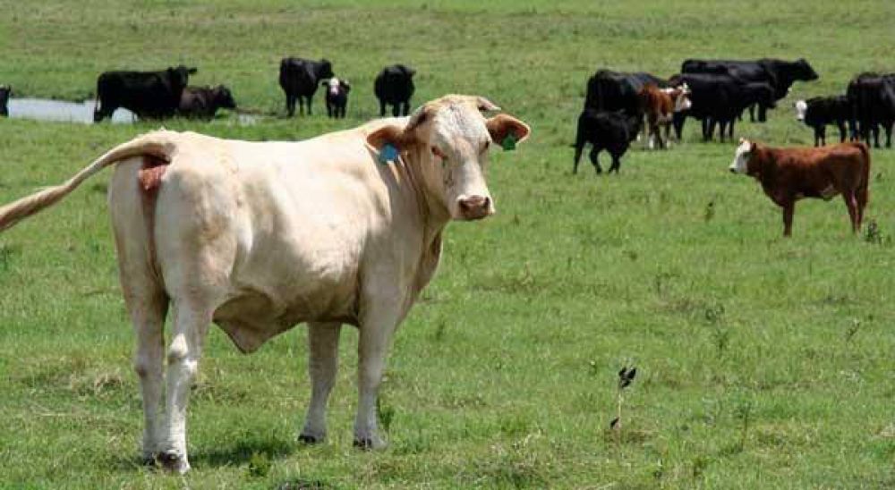 Comienzan a analizar posible suba del Inmobiliario Rural 