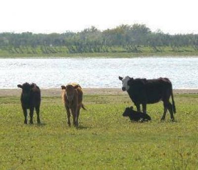 Producci�n agropecuaria Las islas de la ganader�a