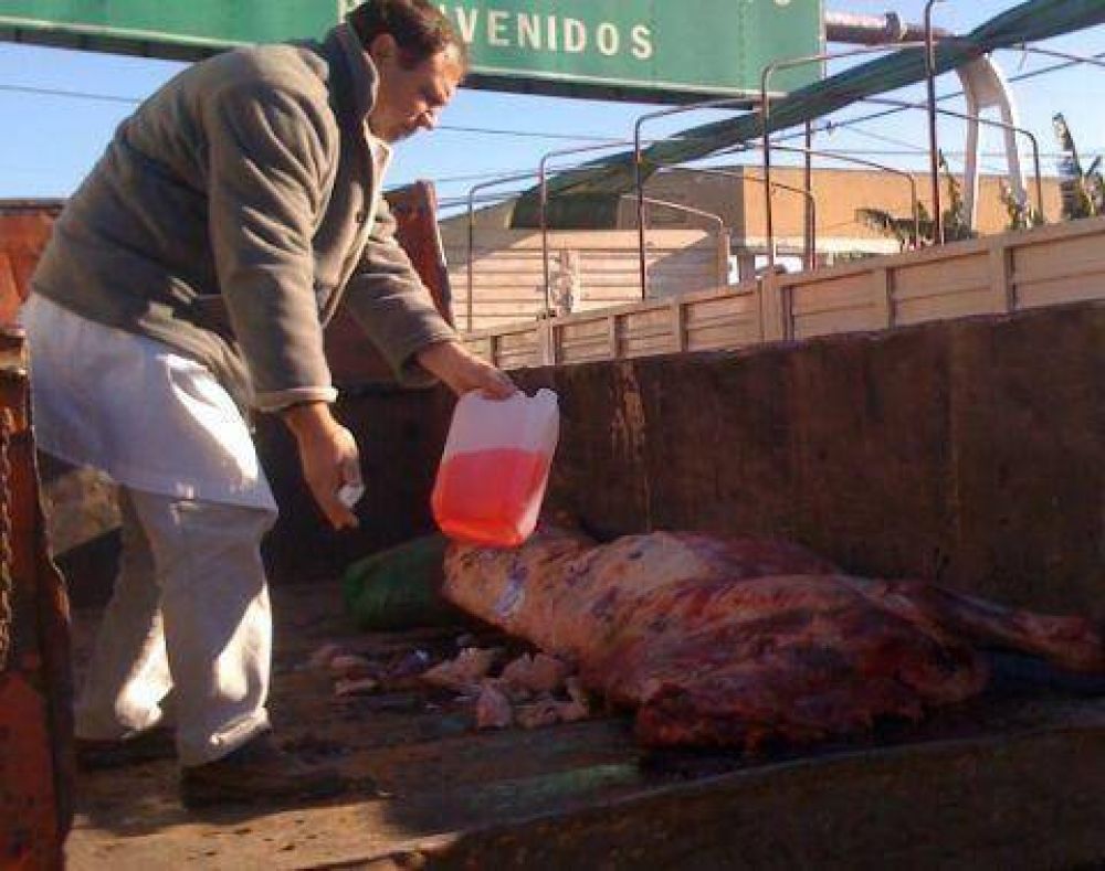  Operativo exitoso Detectan cerdo con triquinosis y evitan que lo destinen a consumo humano