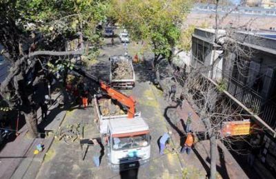 Capital record� a los conductores que esta semana comenz� a podar los �rboles en el centro