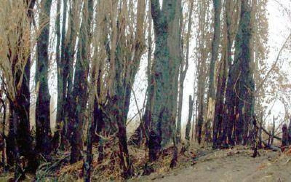 Misteriosos incendios en chacras de Perito Moreno