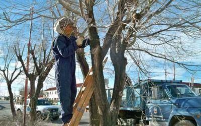  Podan �rboles en Truncado