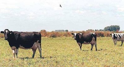 Buscan acuerdos para aplicar cambios en Inmobiliario Rural