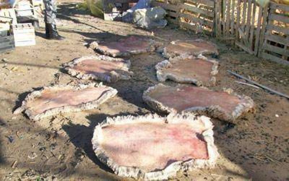 Detectaron faena clandestina en zona de chacras caletense