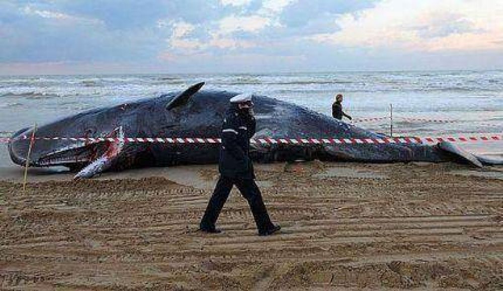 Hallan muerto un gran Cachalote en las playas de Mar del Sud