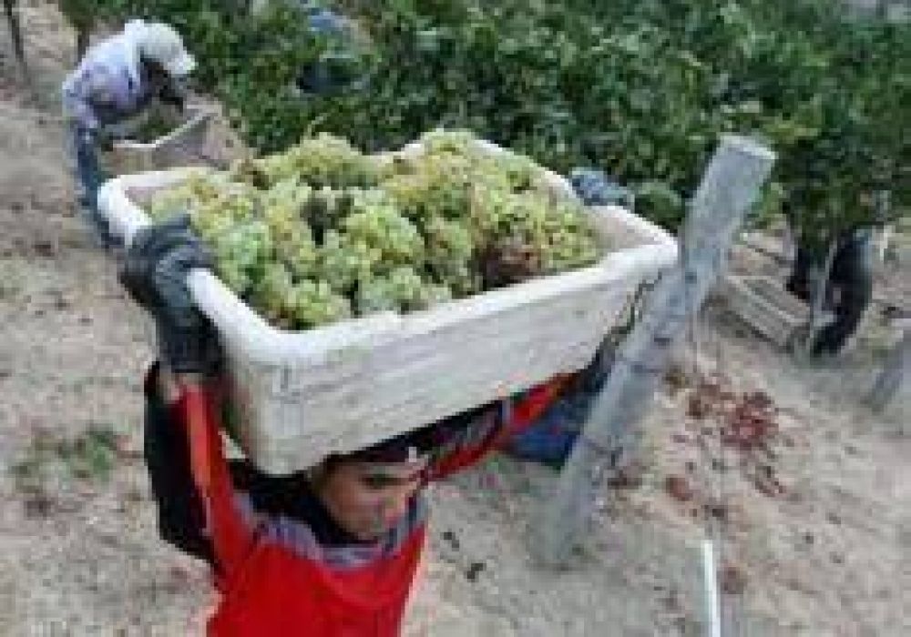 Ayuda nacional beneficiar� a unos cien productores vitivin�colas