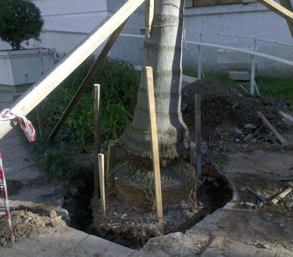 Una palmera se cay� en la puerta del Palacio Municipal Colgados de la palmera
