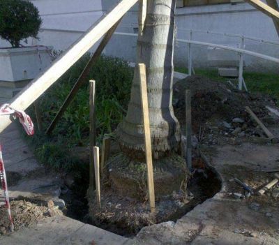 Una palmera se cay� en la puerta del Palacio Municipal Colgados de la palmera