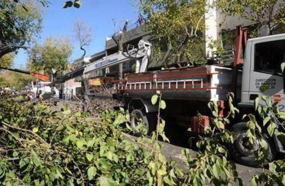Capital record� que habr� demoras en el tr�nsito por la poda del arbolado que realiza en el centro