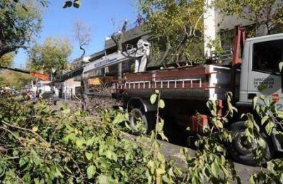 Capital record� que habr� demoras en el tr�nsito por la poda del arbolado que realiza en el centro