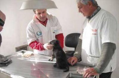 M�s de 13.200 castraciones realiz� el Centro de Zoonosis Municipal