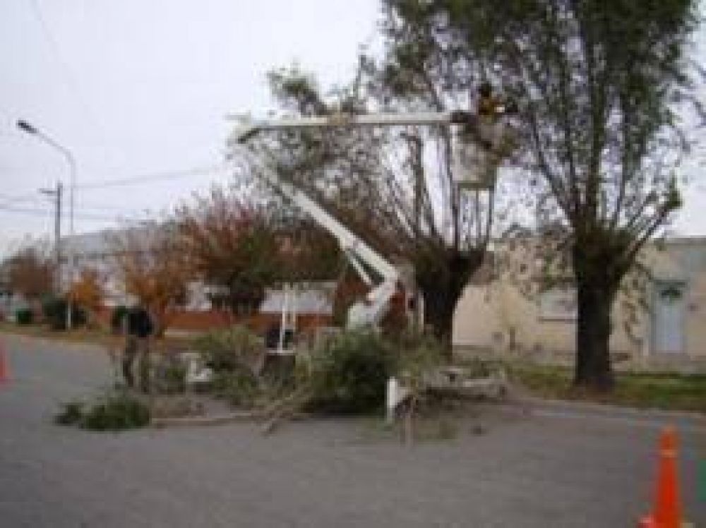 Pehuaj� La poda es tarea exclusiva del Municipio