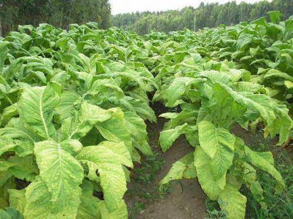 Foro Latinoamericano de Tabaco expondr� impacto de la aplicaci�n del Convenio Marco