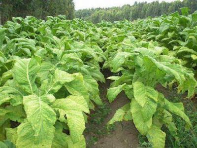 Foro Latinoamericano de Tabaco expondr� impacto de la aplicaci�n del Convenio Marco