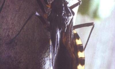 Har�n control del mal de Chagas a tres mil alumnos de la provincia