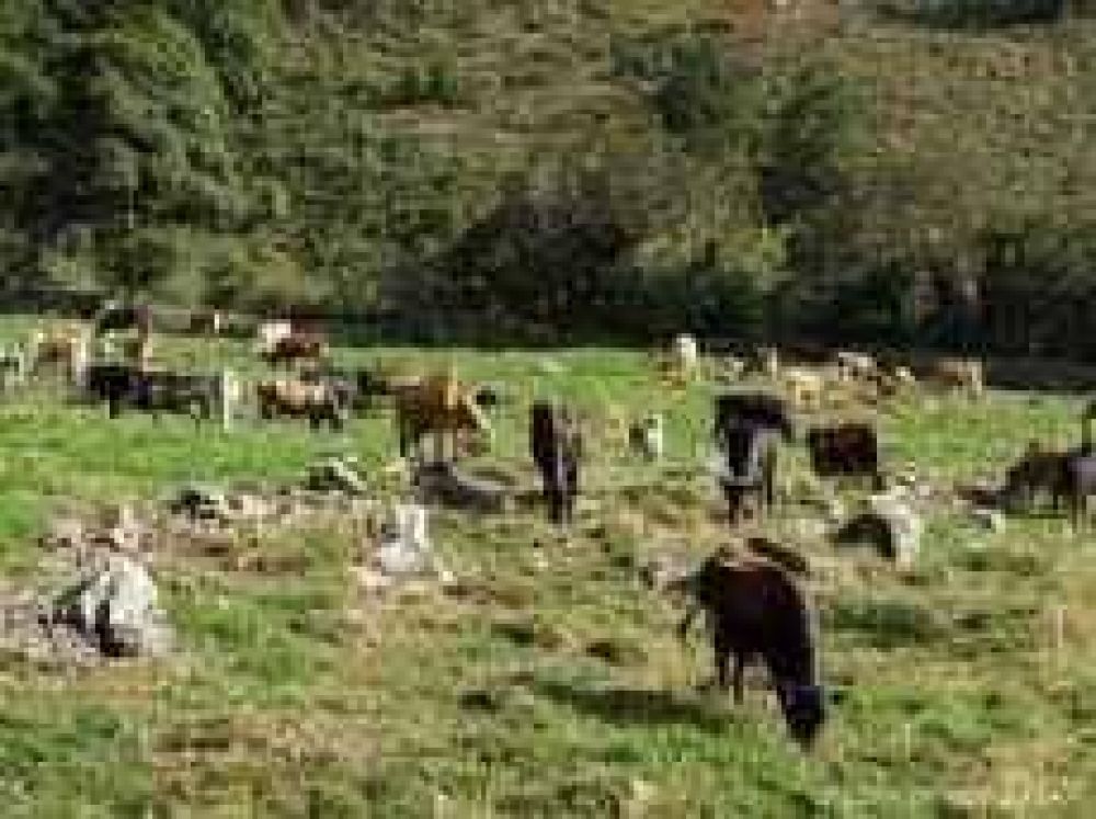 La Naci�n ofrece cr�ditos para impulsar la producci�n agropecuaria