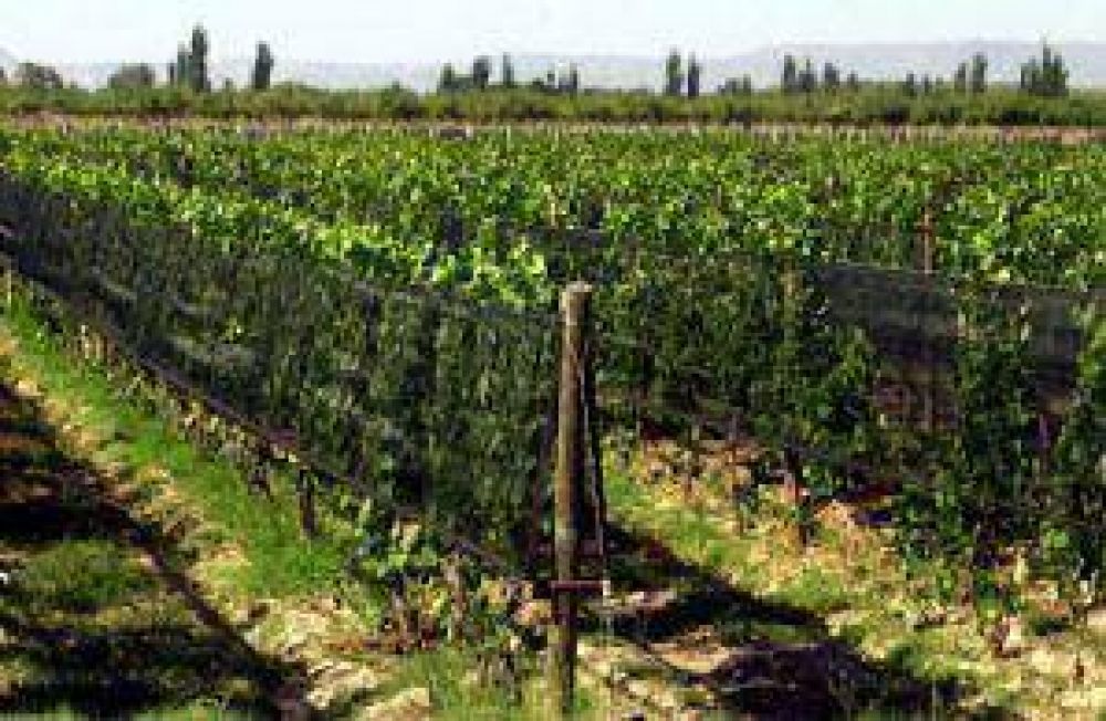 El Municipio de Luj�n crear� una empresa para fabricar tela antigranizo