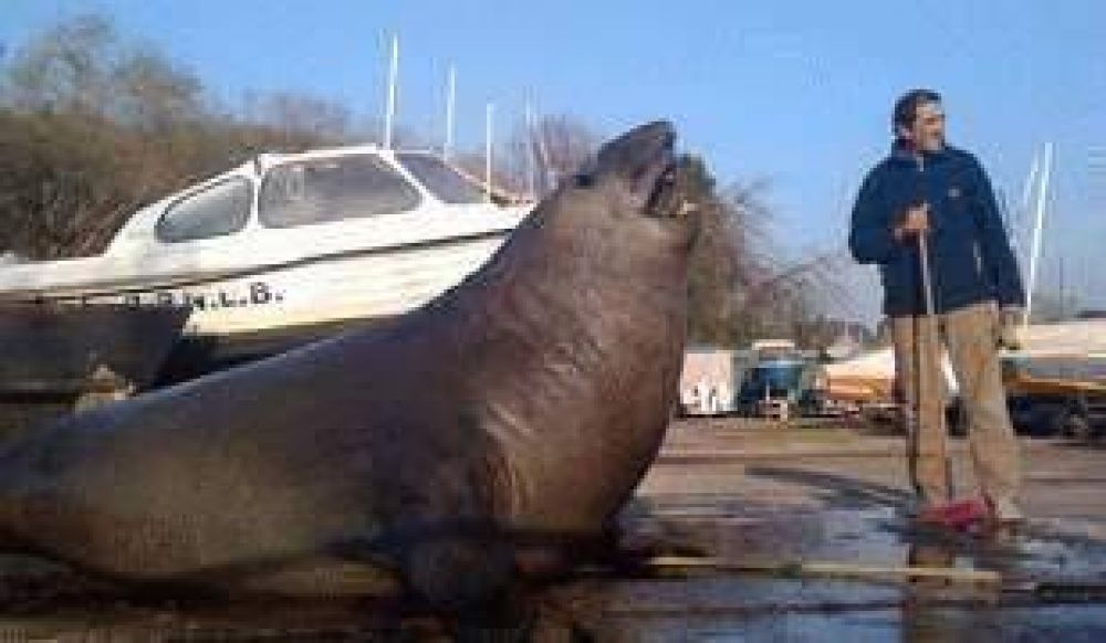 Apareci� un lobo marino en las costas de San Isidro