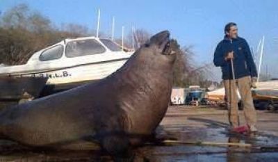 Apareci� un lobo marino en las costas de San Isidro