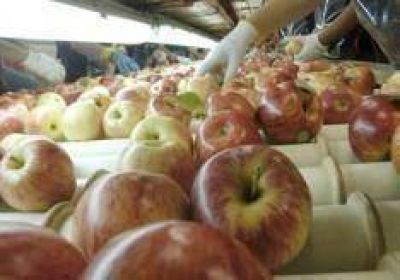 Buscan ampliar el mercado frut�cola