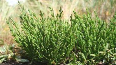 El pr�ximo a�o Para el 2011, Z�rate contar� con una planta de producci�n de biodi�sel