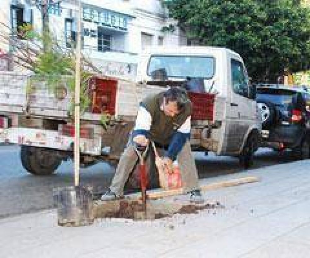 Nuevo arbolado p�blico en Haedo
