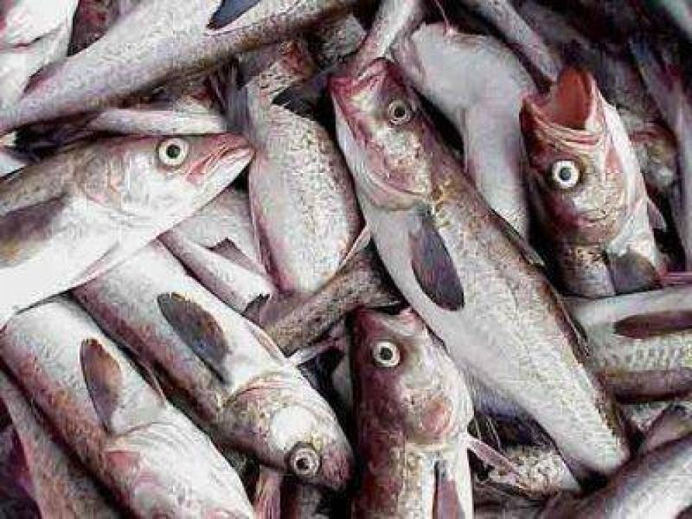 Se vender� pescado a bajo costo en Ituzaing�