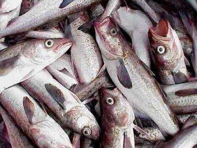 Se vender� pescado a bajo costo en Ituzaing�