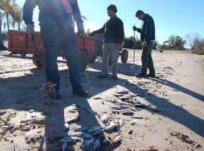 Se encontraron alrededor de 10 mil peces muertos sobre la costa del �andubaysal 
