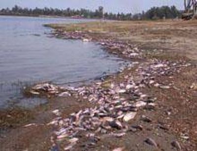 Desde el domingo pasado murieron cuatro toneladas de peces en el lago 