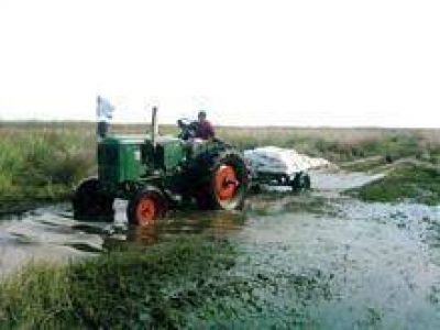 Baja el agua en Yahaver� pero preocupa la gran mortandad de animales