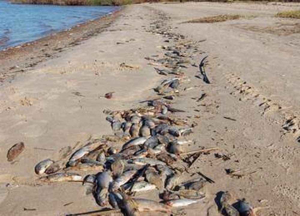 CARU: el fr�o provoca la muerte de peces 