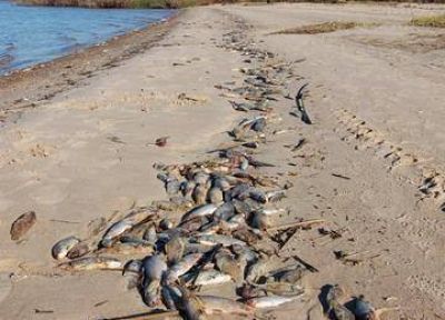 CARU: el fr�o provoca la muerte de peces 