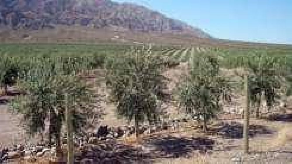 Los fuertes fr�os da�aron las plantaciones de olivos