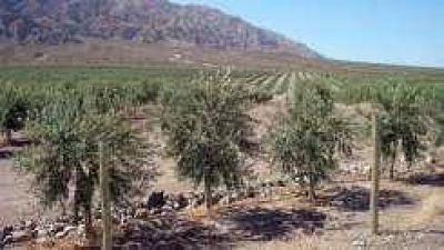 Los fuertes fr�os da�aron las plantaciones de olivos