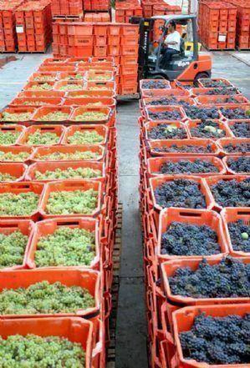Mendoza y San Juan impulsan la venta de vino blanco y mosto