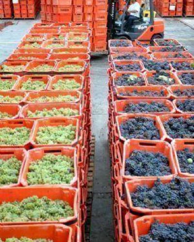 Mendoza y San Juan impulsan la venta de vino blanco y mosto