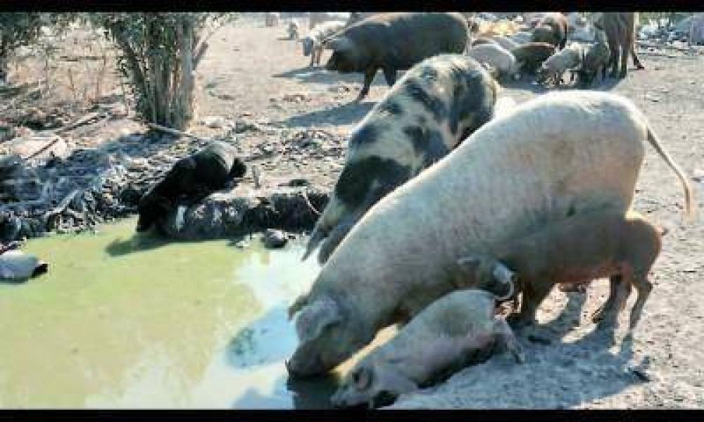 Son 36 los casos confirmados en Rivadavia, 13 los animales sacrificados y 300 kg. de embutidos incinerados