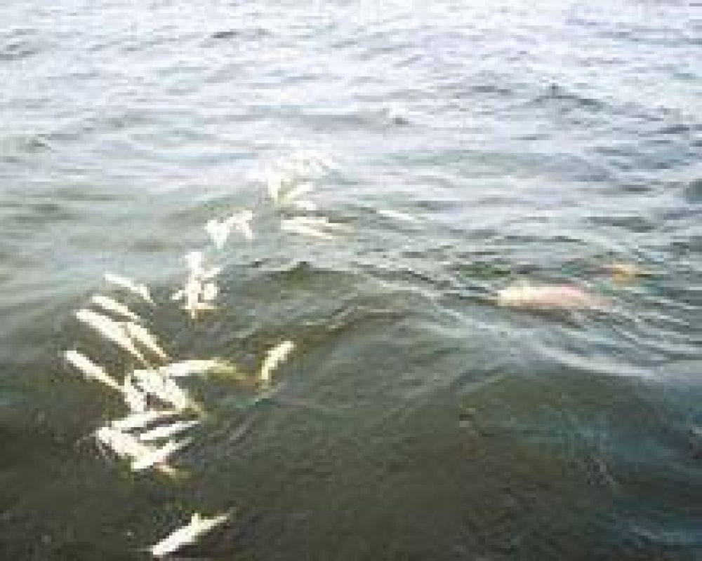 Una nueva gran mortandad de peces golpea al lago de R�o Hondo 