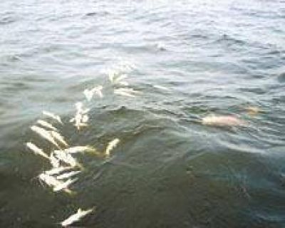 Una nueva gran mortandad de peces golpea al lago de R�o Hondo 