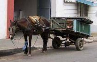 Lleva confiscados 26 unidades La Comuna comenz� a retirar carros y caballos del centro de Quilmes